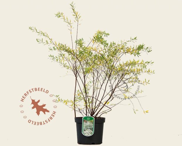 Spiraea cinerea 'Grefsheim'