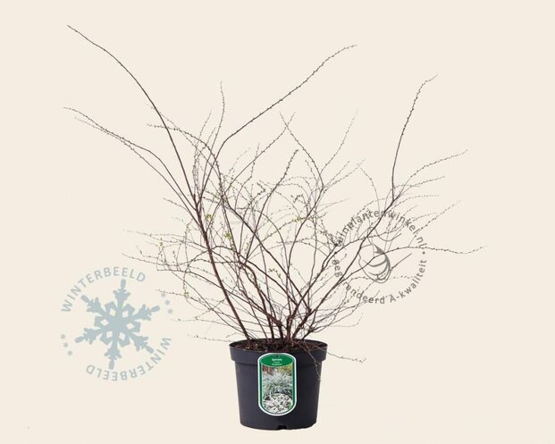 Spiraea cinerea 'Grefsheim'
