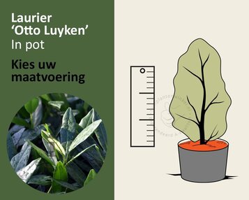 Prunus laurocerasus 'Otto Luyken' - in pot image