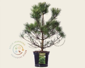 Pinus sylvestris image