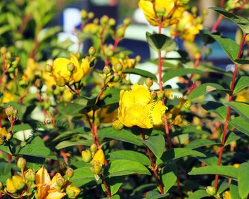 Hypericum 'Magical Limelight'