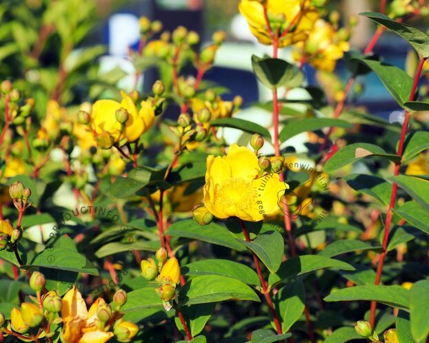 Hypericum 'Magical Limelight'