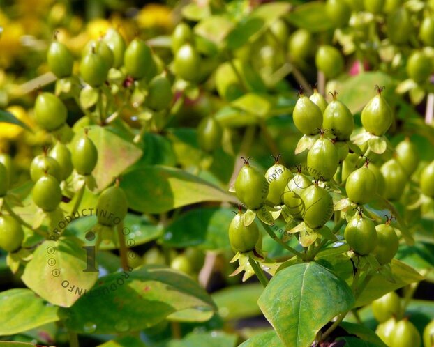 Hypericum 'Magical Limelight'