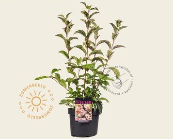 Viburnum bodnantense 'Dawn' image