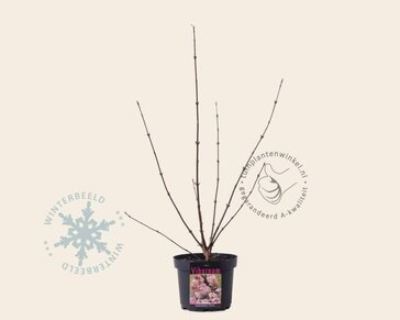 Viburnum bodnantense 'Dawn'