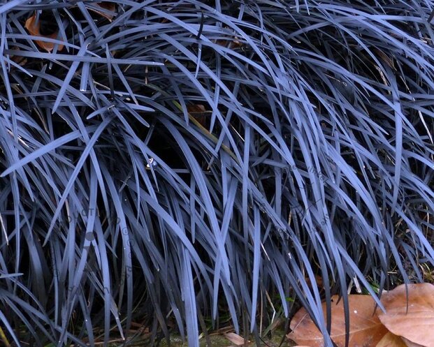 Ophiopogon planiscapus 'Niger'