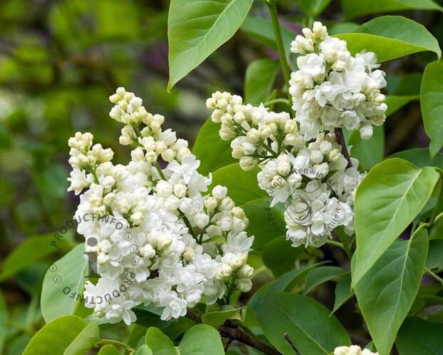 Syringa vulgaris 'Madame Lemoine' - XL