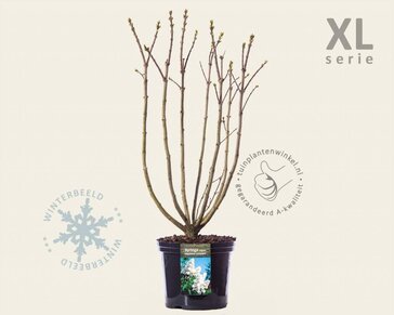 Syringa vulgaris 'Madame Lemoine' - XL