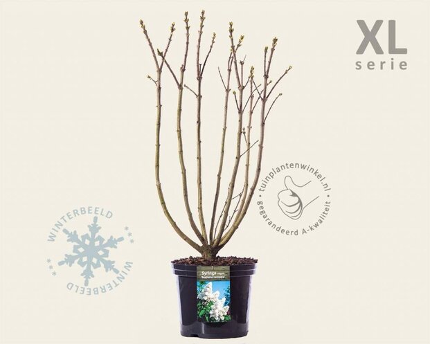 Syringa vulgaris 'Madame Lemoine' - XL