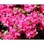 Rhododendron Azalea 'Kermesina'