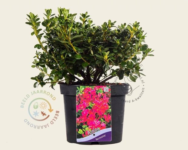 Rhododendron Azalea 'Kermesina'