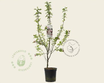 Malus 'Golden Hornet'