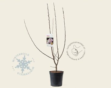 Malus 'Golden Hornet'