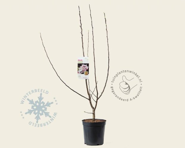 Malus 'Golden Hornet'