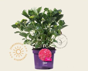 Hydrangea macrophylla 'Forever & Ever' (Rood) image