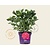 Hydrangea macrophylla 'Forever & Ever' (Rood)