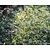 Aster divaricatus