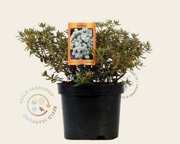 Rhododendron/Ledum groenlandicum 'Helma'