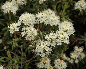 Rhododendron/Ledum groenlandicum 'Helma'