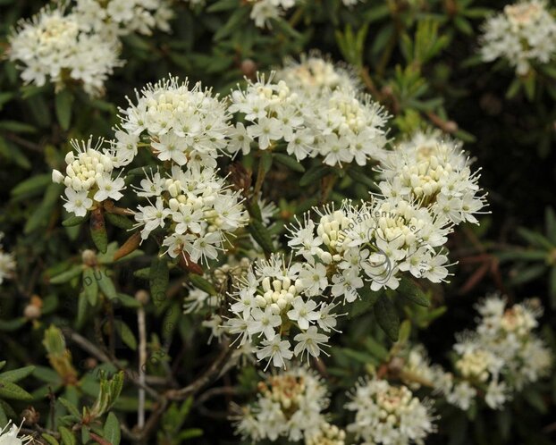 Rhododendron/Ledum groenlandicum 'Helma'