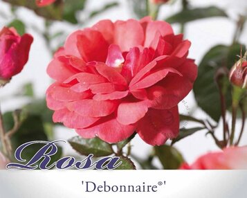 Rosa 'Debonnaire' image