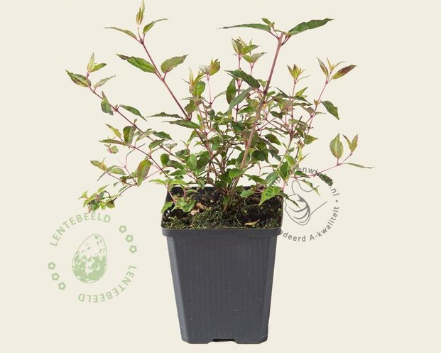Fuchsia magellanica ‘Riccartonii’