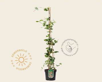 Lonicera heckrottii 'American Beauty' image