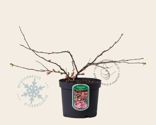 Chaenomeles x superba 'Pink Lady'