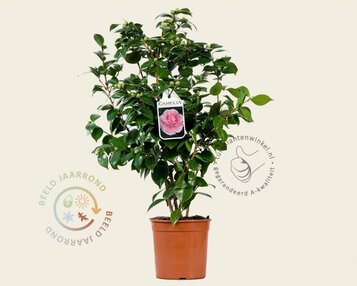 Camellia japonica 'Bonomiana' image