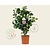 Camellia japonica 'Bonomiana'
