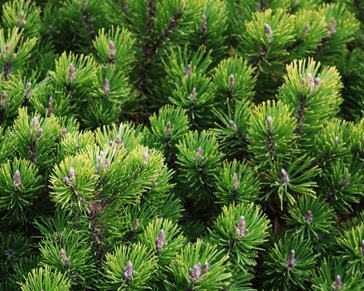 Pinus mugo var. pumilio