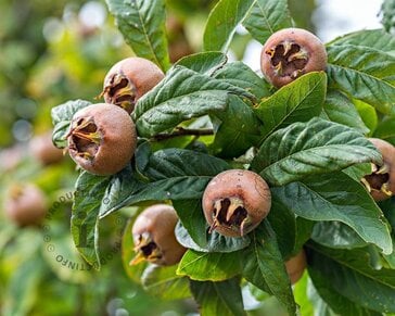 Mespilus germanica 'Westerveld' - laagstam