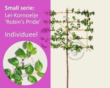 Lei-Kornoelje 'Robin's Pride' - Small - individueel geen extra's image