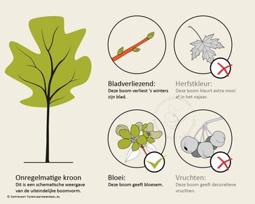 Cornus controversa