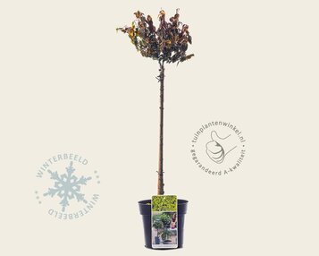 Euonymus fortunei 'Emerald 'n Gold' - 50 cm stam image