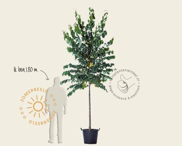 Cercidiphyllum japonicum - hoogstam image