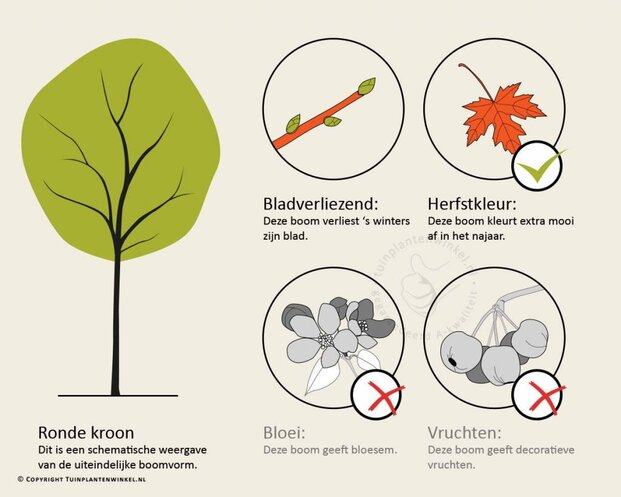 Cercidiphyllum japonicum - hoogstam