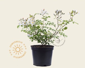 Rosa 'White Fleurette' image