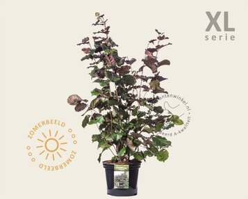 Corylus maxima 'Purpurea' - XL image