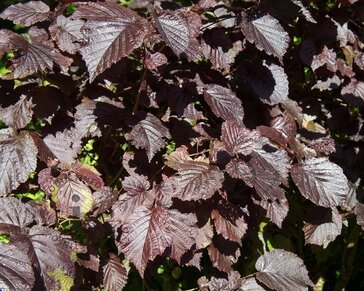 Corylus maxima 'Purpurea' - XL