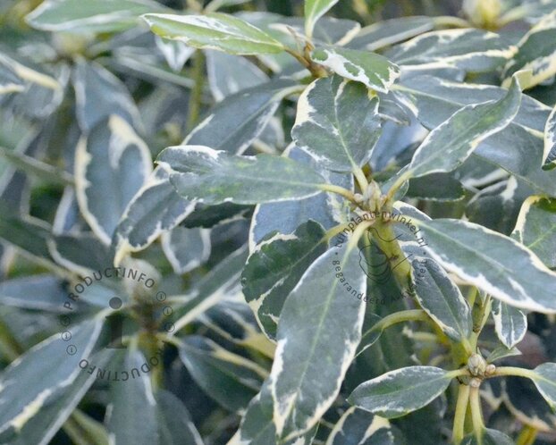 Rhododendron ponticum 'Variegatum'