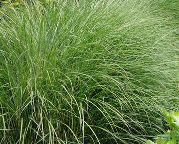 Miscanthus sinensis 'Gracillimus' image