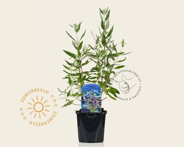 Caryopteris x clandonensis 'Heavenly Blue'