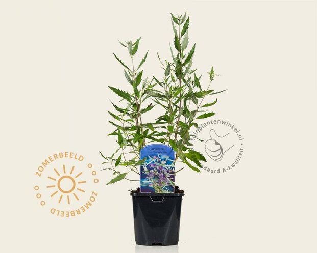 Caryopteris x clandonensis 'Heavenly Blue'