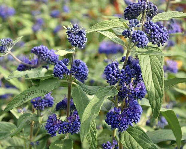 Caryopteris x clandonensis 'Heavenly Blue'