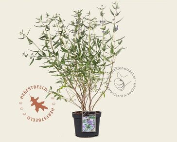 Caryopteris x clandonensis 'Heavenly Blue'