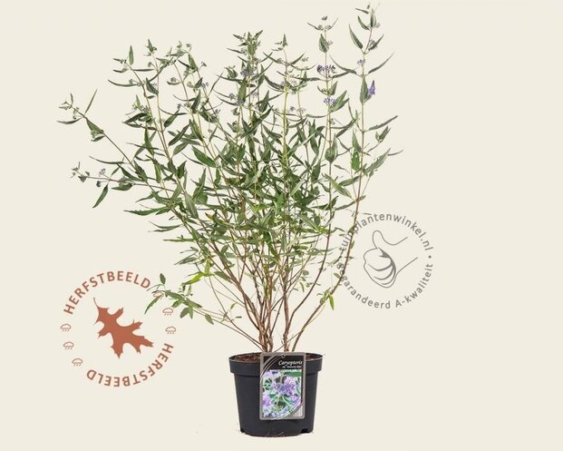 Caryopteris x clandonensis 'Heavenly Blue'