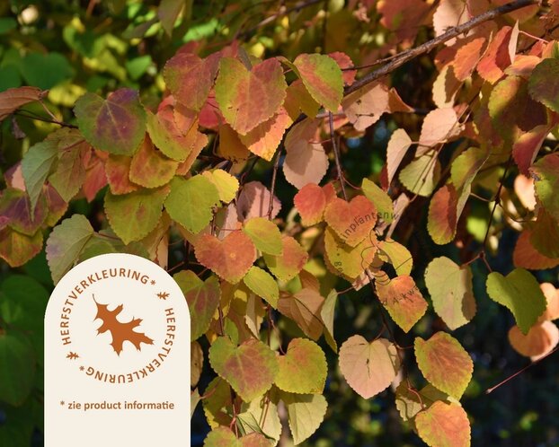 Cercidiphyllum japonicum - XL