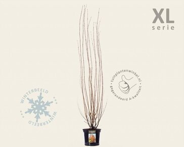 Cercidiphyllum japonicum - XL