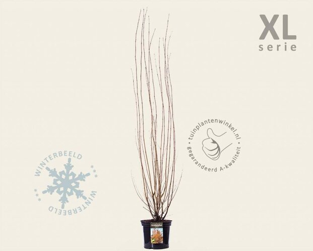 Cercidiphyllum japonicum - XL